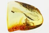 Detailed Fossil Scaffold Web Spider (Nesticidae) In Baltic Amber #335571-1